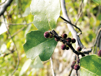 ไทรหิน Ficus anastomosans Wall. ex Kurz<br/>MORACEAE